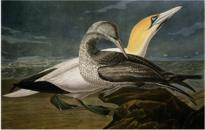 Gannets from Birds of America