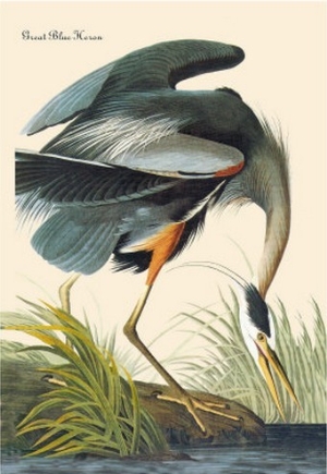 Great Blue Heron