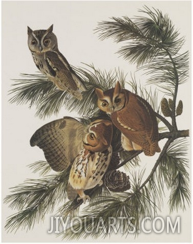 Little Screech Owl or Mottled Owl