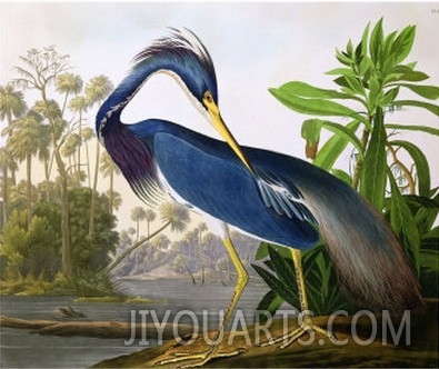 Louisiana Heron from  Birds of America