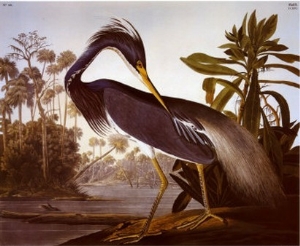 Louisiana Heron