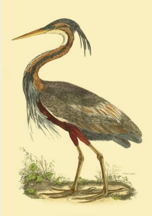 Purple Heron