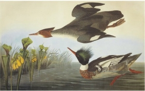 Red Breasted Merganser
