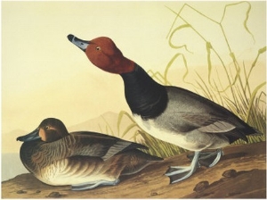 Red Headed Duck