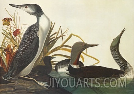 Red Throated Diver