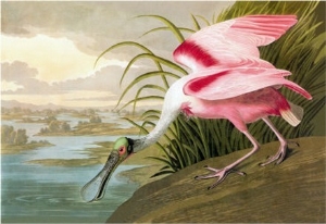 Roseate Spoonbill