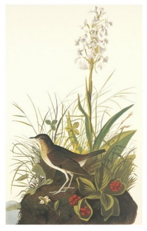 Tawny Thrush