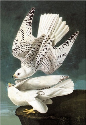 White Gyrfalcon