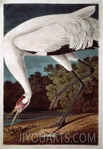Whooping Crane, from  Birds of America