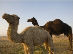 Curious Baby Camel