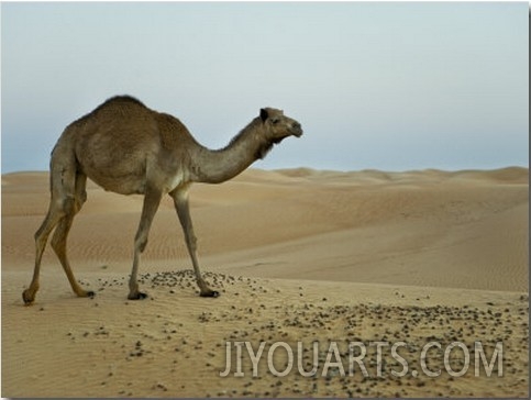 Dromedary Camel in a Desert Landscape