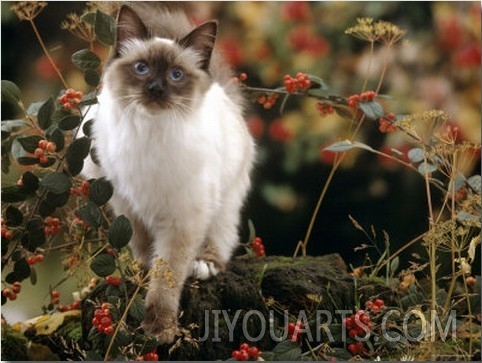 Domestic Cat, Young Birman Cat Among Cotoneaster Berries and Ground Elder Seedheads