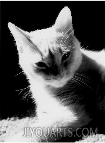 Reflecting Cat