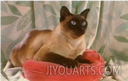 Siamese Cat on Pillow