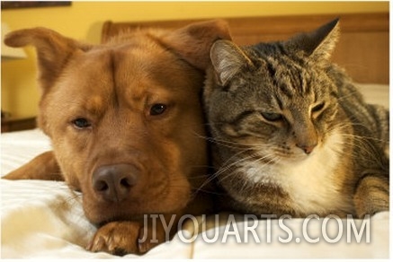 Dog and cat together