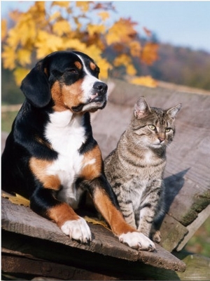 Entlebuch Mountain Dog and Domestic Cat