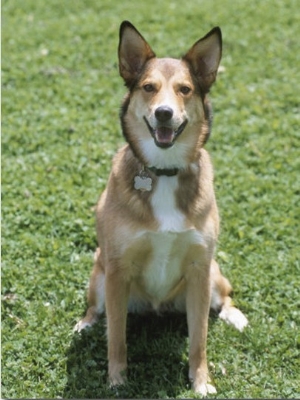 Obedient German Shepherd Dog Panting and Sitting in Grassy Green Field