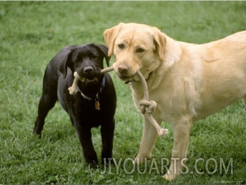 Two Dogs with Rope in Mouth