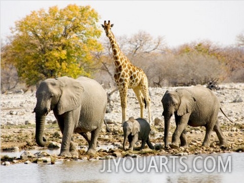 African Elephants and Giraffe at Watering Hole, Namibia