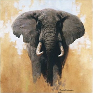 Elephant1