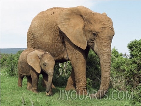 Mother and Calf, African Elephant (Loxodonta Africana) Addo National Park, South Africa, Africa