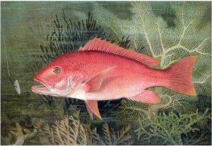 Red Snapper, from  Game Fishes of the United States,  Published 1878