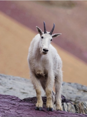 Mountain Goat Adult in Summer Coat, Glacier National Park, Montana, USA