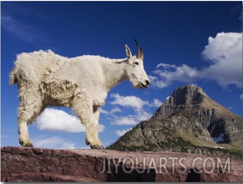 Mountain Goat Adult Shedding Winter Coat, Mount Reynolds, Glacier National Park, Montana, USA