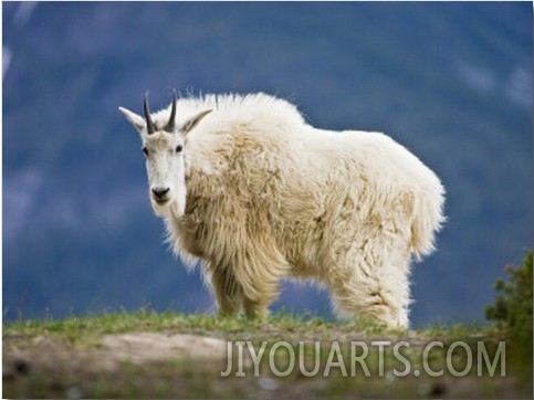 Mountain Goat, Jasper National Park, Alberta, Canada