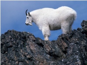 Mountain Goat