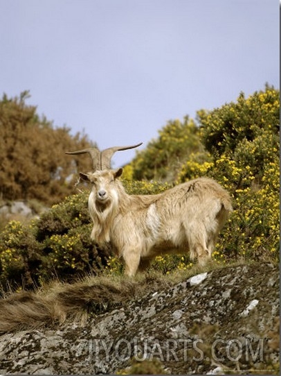Wild Goat, Scotland