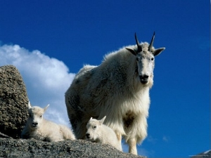 Wild Goats, Boulder