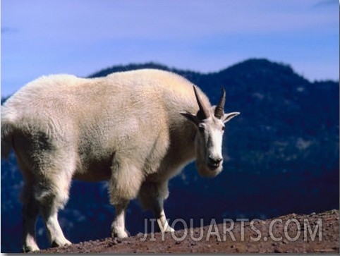 Wild Rocky Mountain Goat Standing on Slope Amongst Mountains and Hills