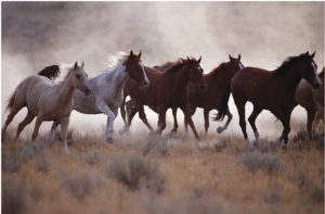 Grassland Herd