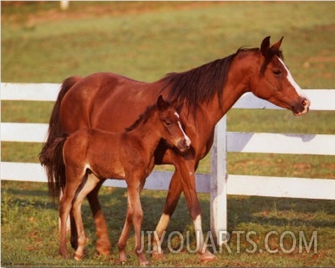 Horse and Colt with Fence