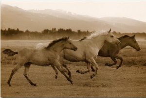 Horse Trio