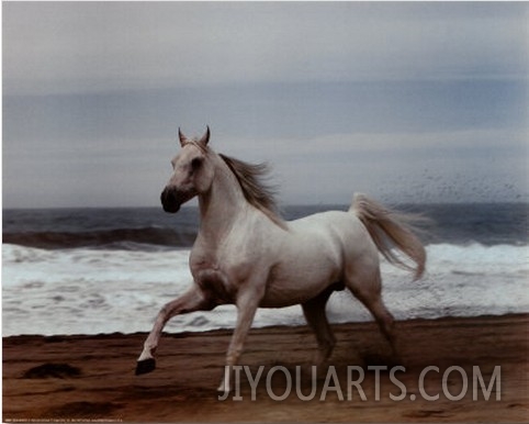 White Horse on Beach