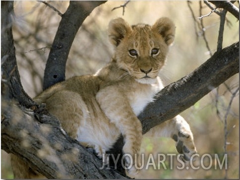 African Lion, Cub, Botswana