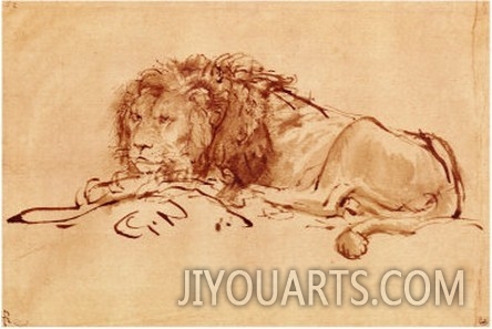 Lion Resting