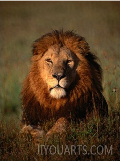 Lion, Masai Mara National Reserve, Rift Valley, Kenya