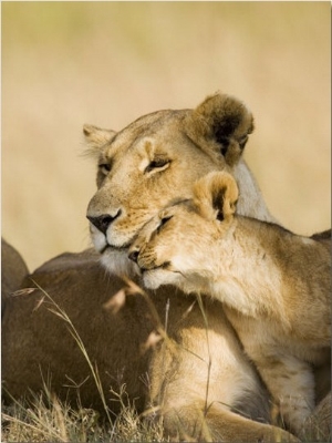 Lioness and Cub Showing Affection, Masai Mara Game Reserve, Kenya, East Africa, Africa