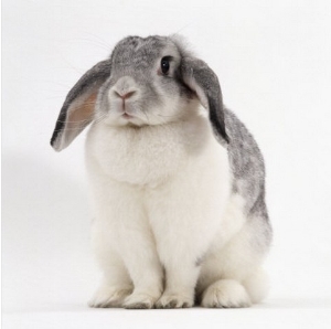 Female Silver and White French Lop Eared Rabbit