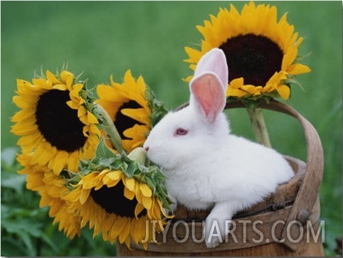 New Zealand Rabbit in Basket with Sunflowers, USA