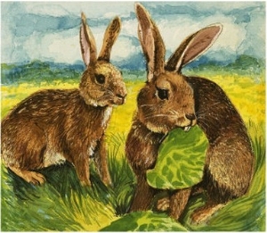 Rabbits Eating