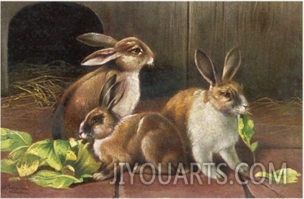 Three Brown and White Domestic Rabbits Eating Green Leaves