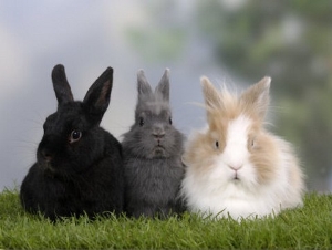 Two Dwarf Rabbits and a Lion Maned Dwarf Rabbit