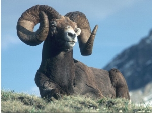 Bighorn Sheep Ram Stands on Hill