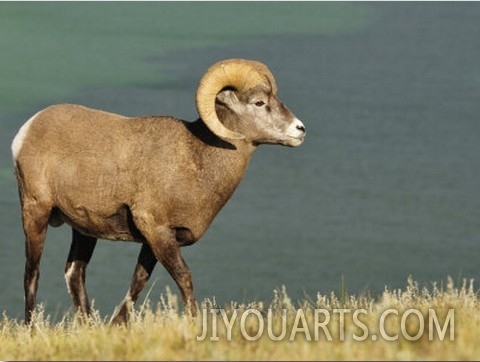 Bighorn Sheep, Jasper National Park, Alberta, Canada, North America