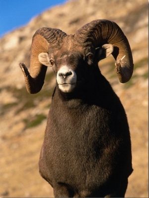 Detail of Male Bighorn Sheep