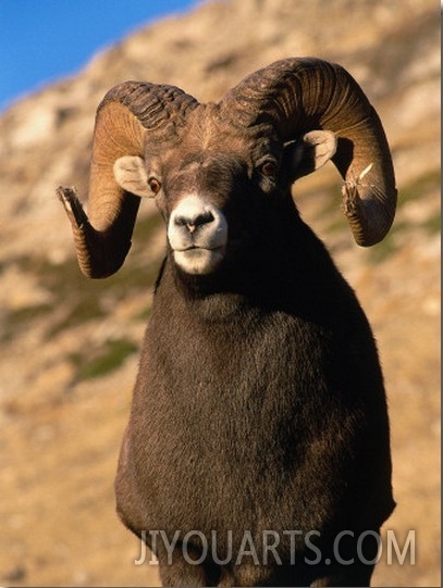 Detail of Male Bighorn Sheep